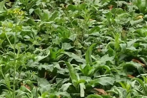 无土栽培蔬菜配方，推荐以下9种
