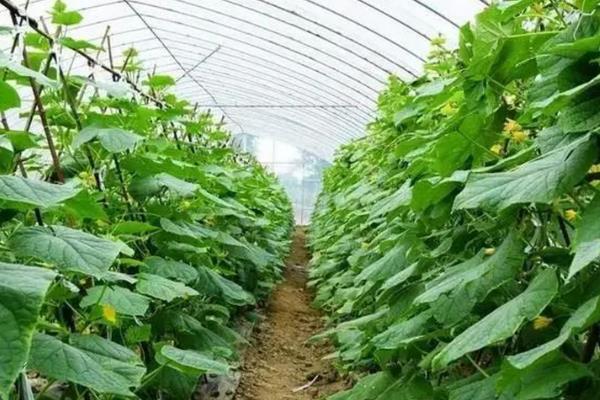 无土栽培蔬菜配方，推荐以下9种
