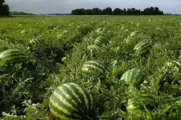无土栽培蔬菜配方，推荐以下9种