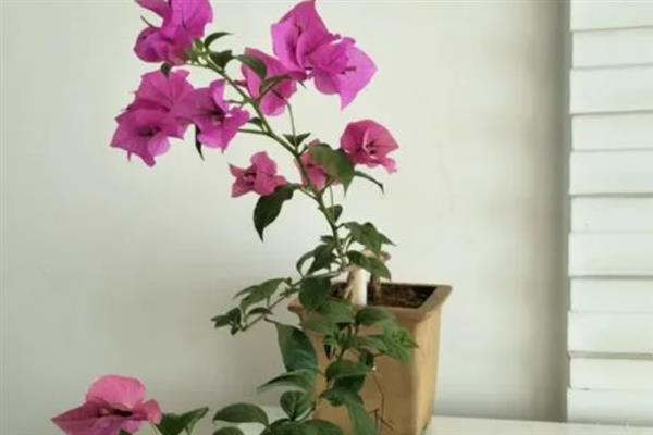 三角梅可以在室内养吗，适合在室内养殖