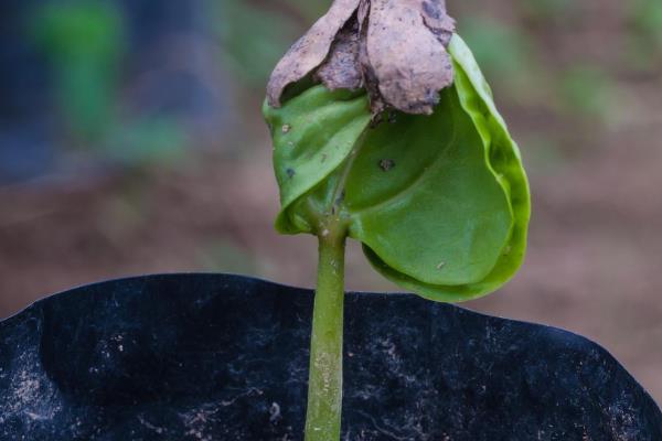 盆栽荷花如何种植，可播种种植也可种藕种植