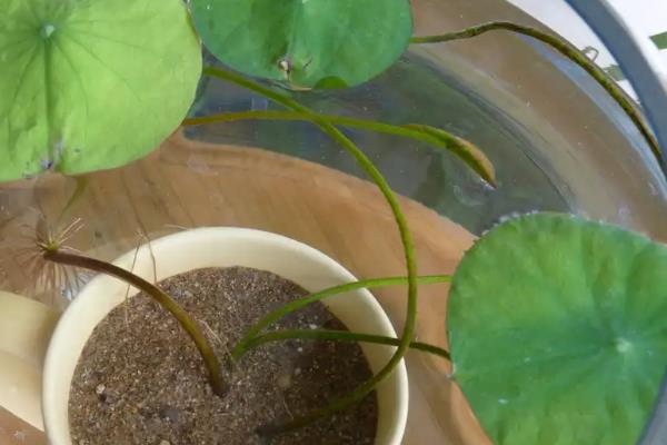 盆栽荷花如何种植，可播种种植也可种藕种植