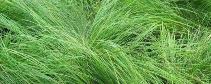 如何养护龙须草，平时要放在背阴处