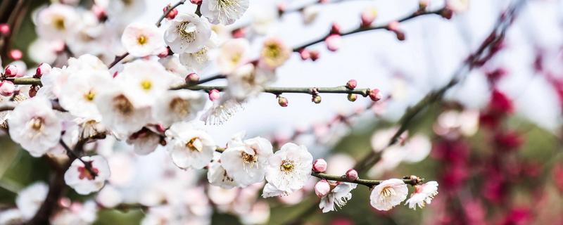 梅花的品质和精神，寓意不惧风霜的坚韧品质