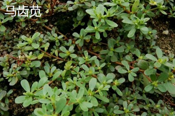 干野菜有什么种类，常见马齿苋、苋菜、蒲公英等品种