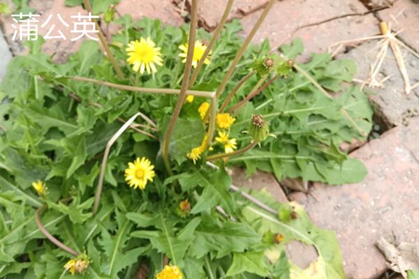干野菜有什么种类，常见马齿苋、苋菜、蒲公英等品种
