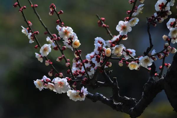 梅花的品质和精神，寓意不惧风霜的坚韧品质