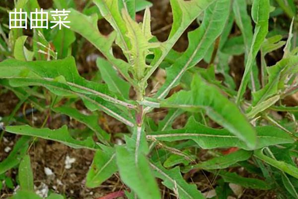 干野菜有什么种类，常见马齿苋、苋菜、蒲公英等品种