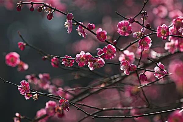 梅花的品质和精神，寓意不惧风霜的坚韧品质