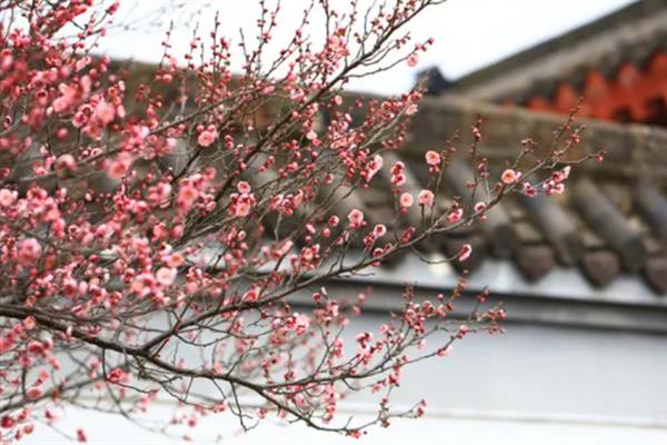 梅花的品质和精神，寓意不惧风霜的坚韧品质
