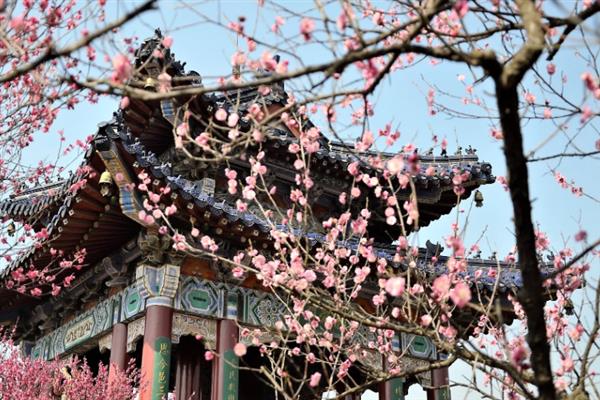 梅花的品质和精神，寓意不惧风霜的坚韧品质