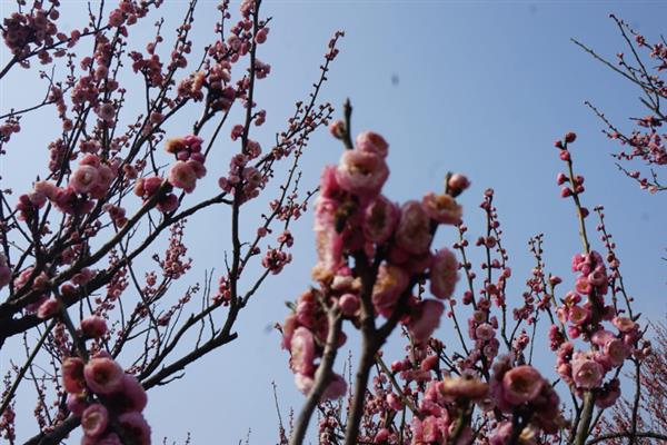 梅花的品质和精神，寓意不惧风霜的坚韧品质