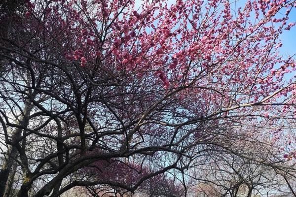 梅花的品质和精神，寓意不惧风霜的坚韧品质