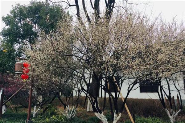 梅花的品质和精神，寓意不惧风霜的坚韧品质