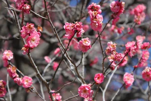 梅花的品质和精神，寓意不惧风霜的坚韧品质