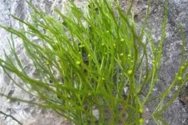 如何养护龙须草，平时要放在背阴处