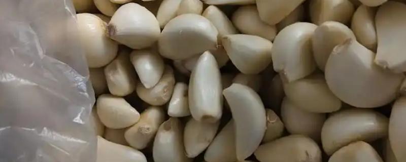 夏季蒜瓣为什么不发芽，气温过高会影响蒜瓣萌发