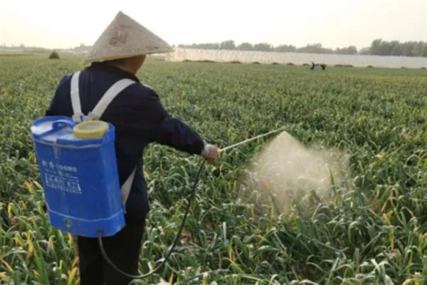 夏季蒜瓣为什么不发芽，气温过高会影响蒜瓣萌发