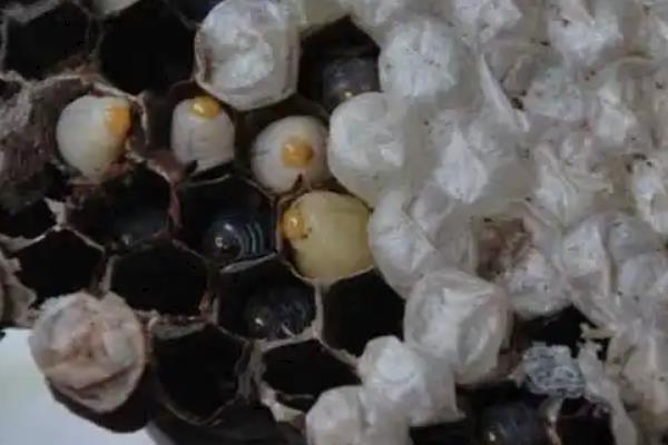 蜜蜂白垩的原因，是由蜜蜂球囊菌引起的