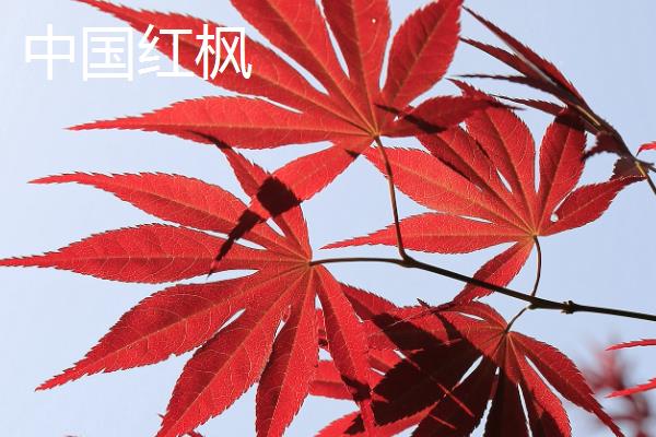 日本红枫和中国红枫有什么区别，叶片和花朵均不同