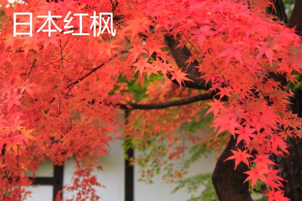 日本红枫和中国红枫有什么区别，叶片和花朵均不同