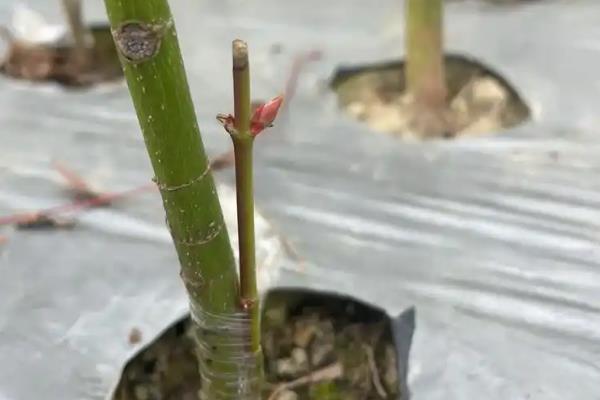 日本红枫和中国红枫有什么区别，叶片和花朵均不同