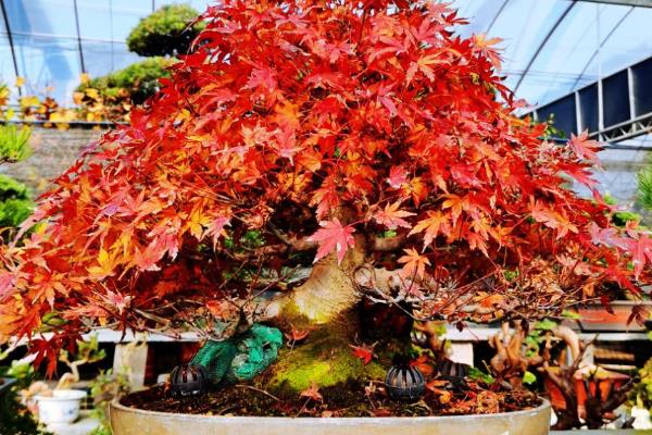 日本红枫和中国红枫有什么区别，叶片和花朵均不同