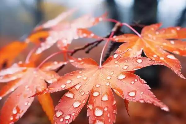 日本红枫和中国红枫有什么区别，叶片和花朵均不同