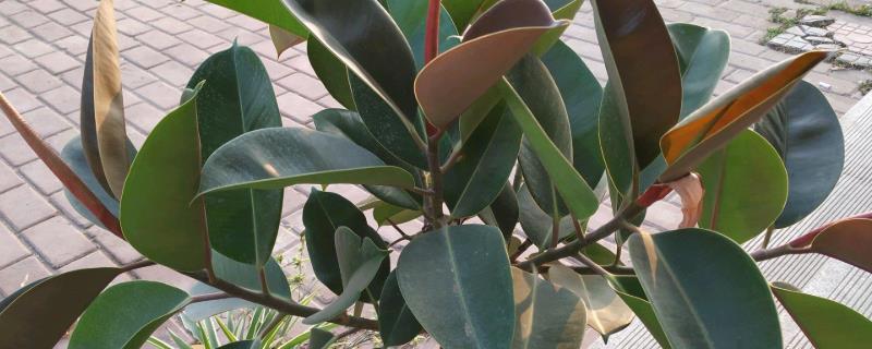 橡皮树的换盆方式，最适宜在春季进行