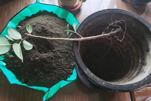 橡皮树的换盆方式，最适宜在春季进行