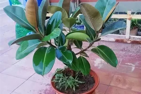橡皮树的换盆方式，最适宜在春季进行