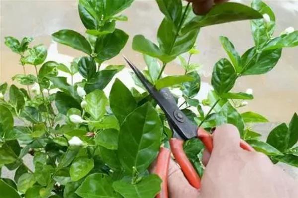 怎么让风车茉莉多分枝，需定期修剪
