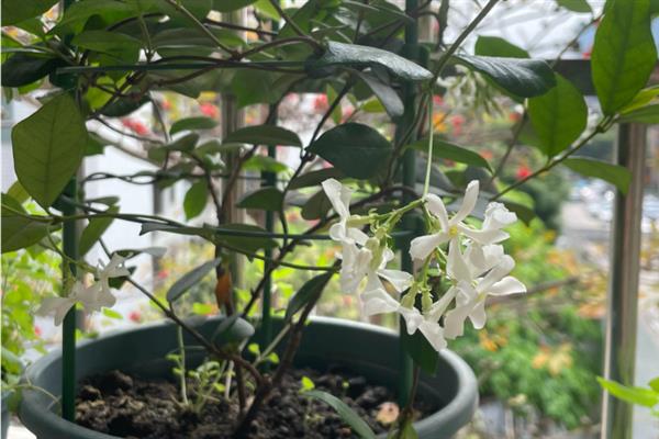 怎么让风车茉莉多分枝，需定期修剪