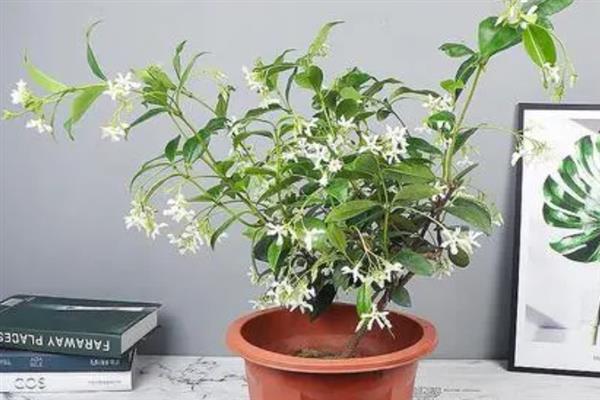怎么让风车茉莉多分枝，需定期修剪