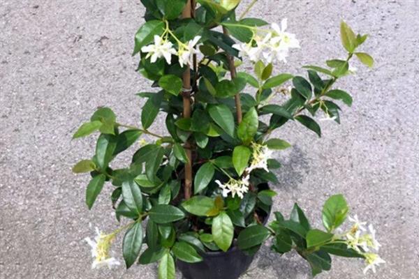 怎么让风车茉莉多分枝，需定期修剪