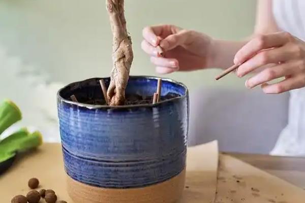 盆栽榕树叶子发黄掉叶怎么处理，可重新栽种