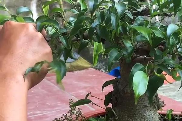盆栽榕树叶子发黄掉叶怎么处理，可重新栽种
