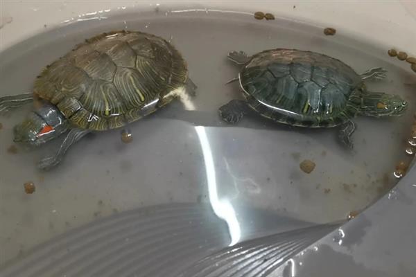 珍珠龟的食物，虾米是最佳选择