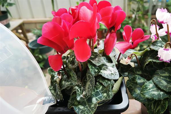 迎客来花的养殖方法，每隔10-15天追肥一次