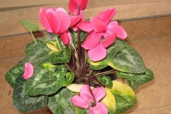 迎客来花的养殖方法，每隔10-15天追肥一次