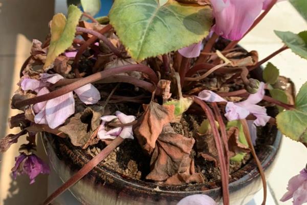 迎客来花的养殖方法，每隔10-15天追肥一次