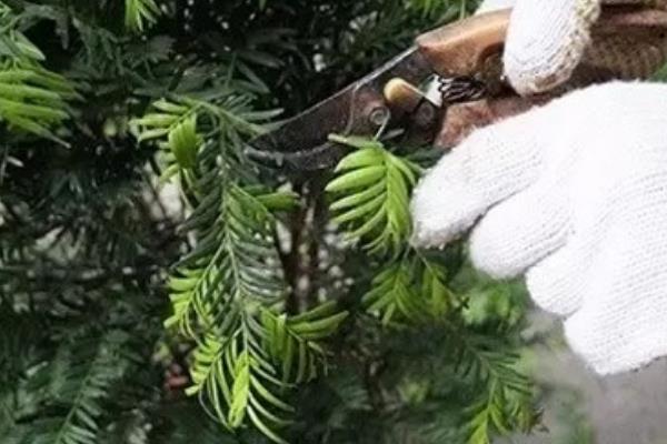 红豆杉的养殖方式，春秋季节每天晒光6小时