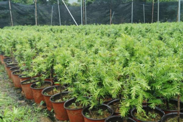 红豆杉的养殖方式，春秋季节每天晒光6小时