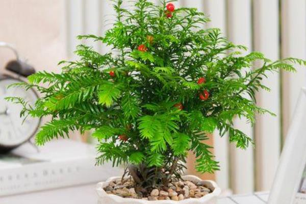 红豆杉的养殖方式，春秋季节每天晒光6小时