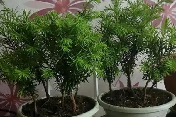 红豆杉的养殖方式，春秋季节每天晒光6小时