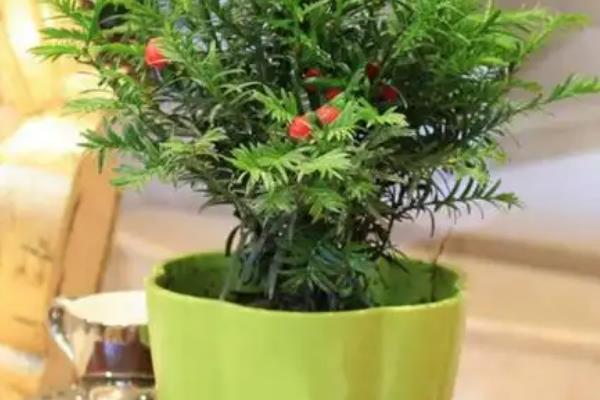 红豆杉的养殖方式，春秋季节每天晒光6小时