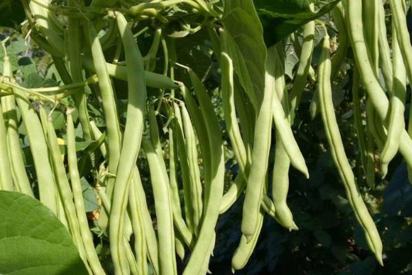 四季豆的种植时间，在2-4月份种植可促进种子萌发