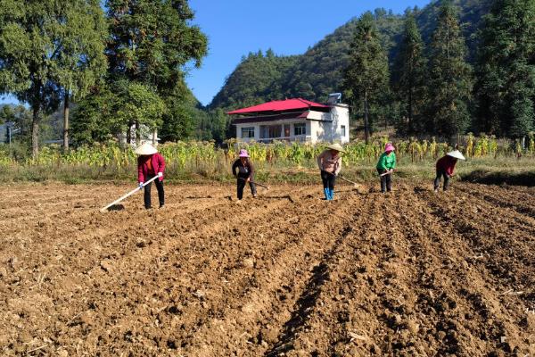 四季豆的种植时间，在2-4月份种植可促进种子萌发