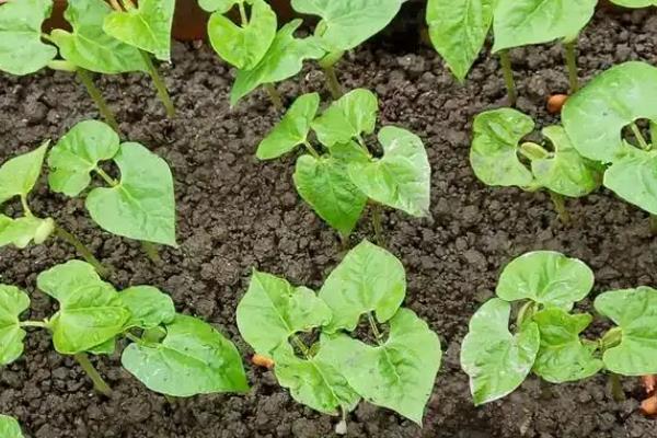四季豆的种植时间，在2-4月份种植可促进种子萌发