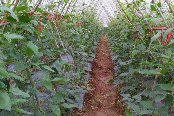 四季豆的种植时间，在2-4月份种植可促进种子萌发
